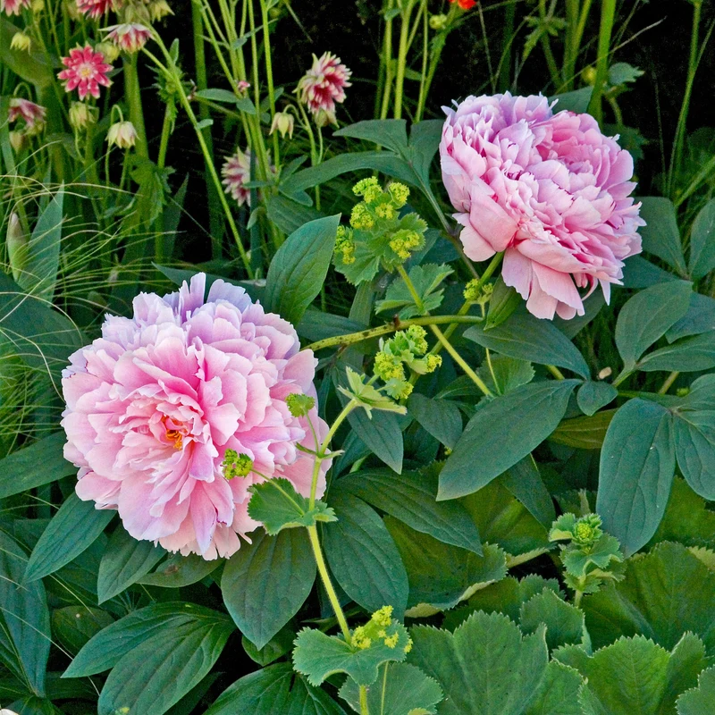 Pfingstrose 'Sarah Bernhardt'