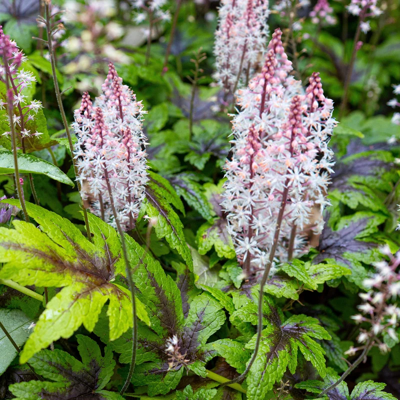 Schaumblüte 'Sugar & Spice'