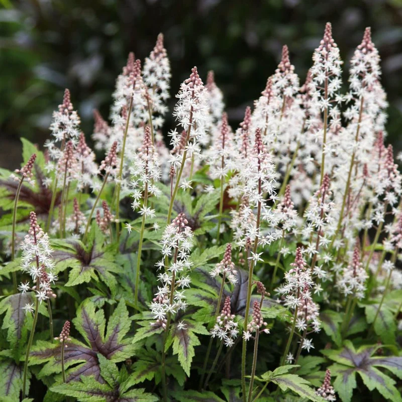 Schaumblüte 'Sugar & Spice'