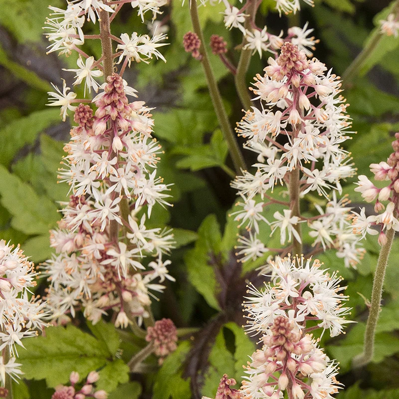 Schaumblüte 'Sugar & Spice'