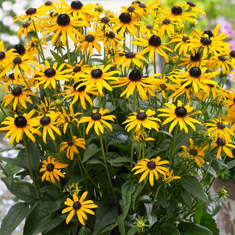 Sonnenhut 'Little Goldstar'