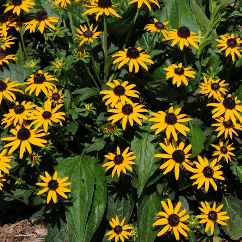 Sonnenhut 'Little Goldstar'