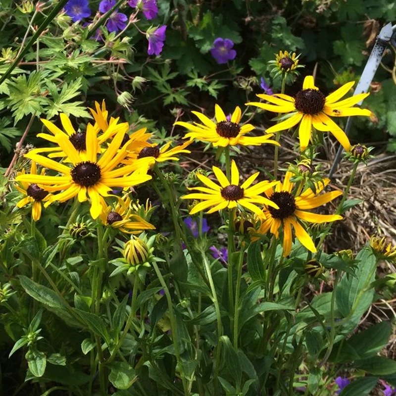 Sonnenhut 'Little Goldstar'