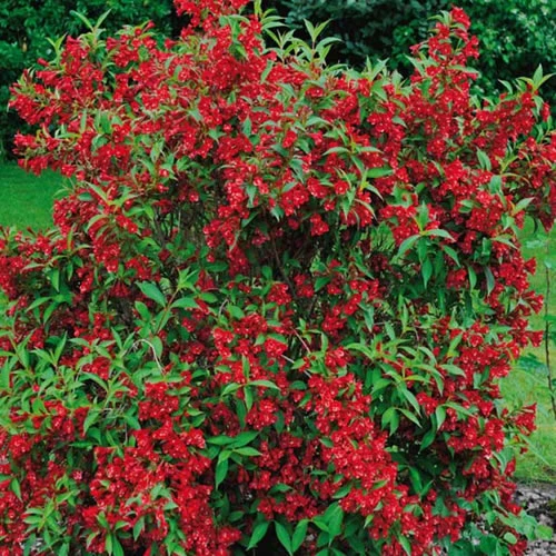 Weigelie 'Red Prince'