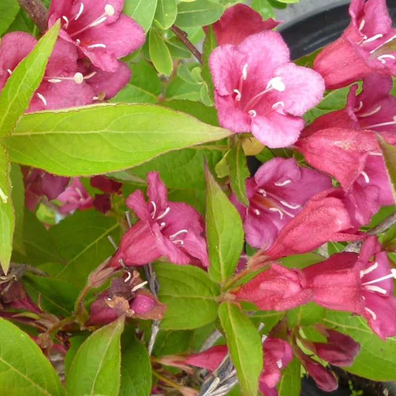 Weigelie 'Bristol Ruby'