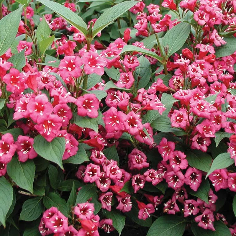 Weigelie 'Bristol Ruby'