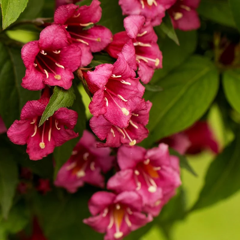 Weigelie 'Bristol Ruby'
