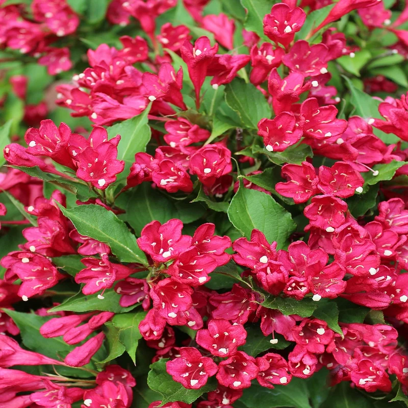 Weigelie 'All Summer Red'