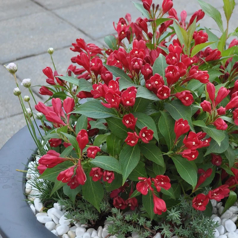 Weigelie 'All Summer Red'