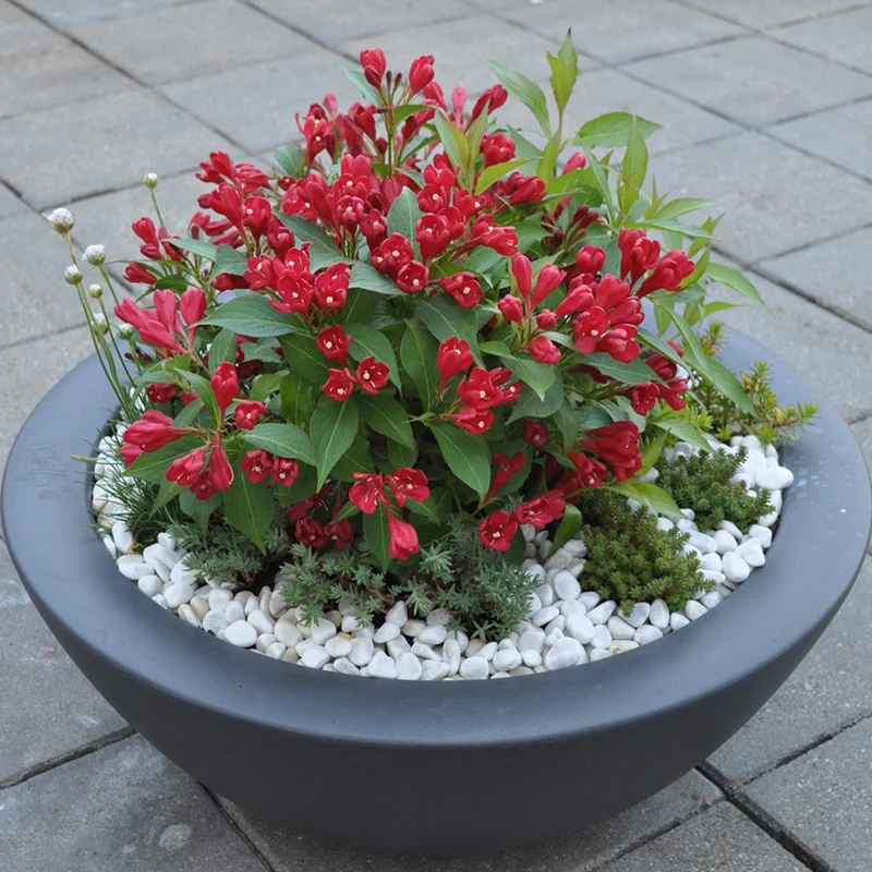 Weigelie 'All Summer Red'