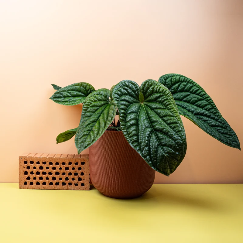 ANTHURIUM LUXURIANS X RADICANS