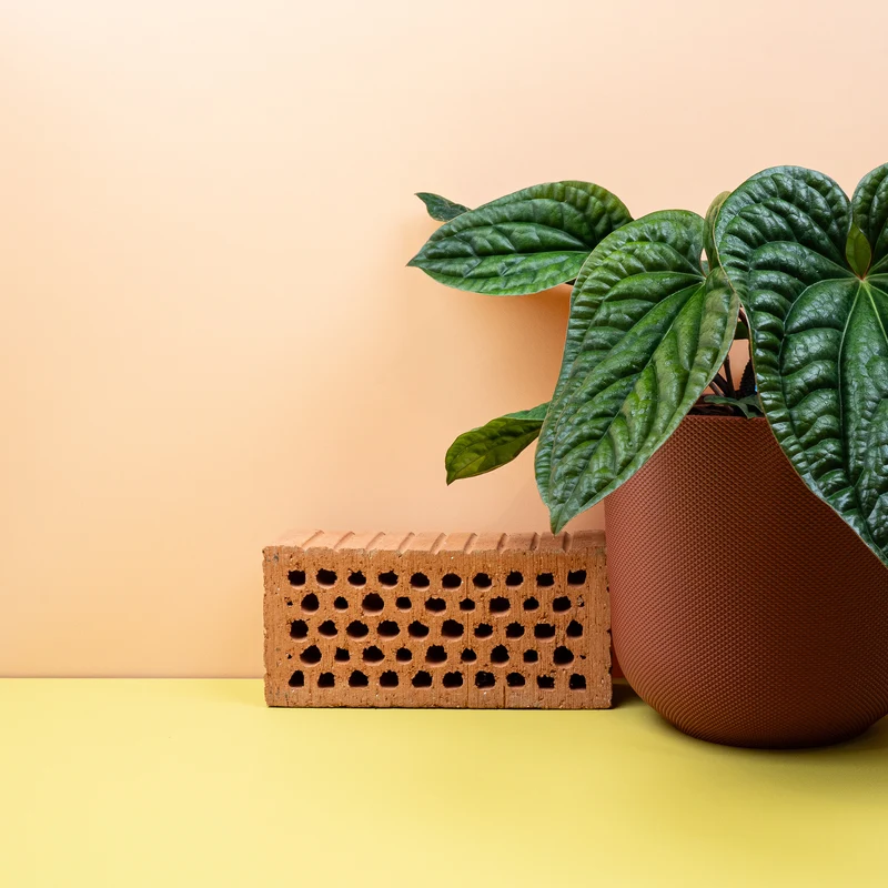 ANTHURIUM LUXURIANS X RADICANS