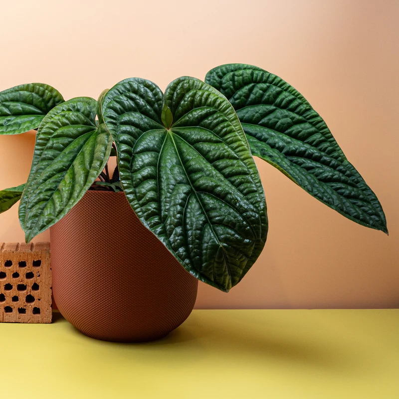 ANTHURIUM LUXURIANS X RADICANS