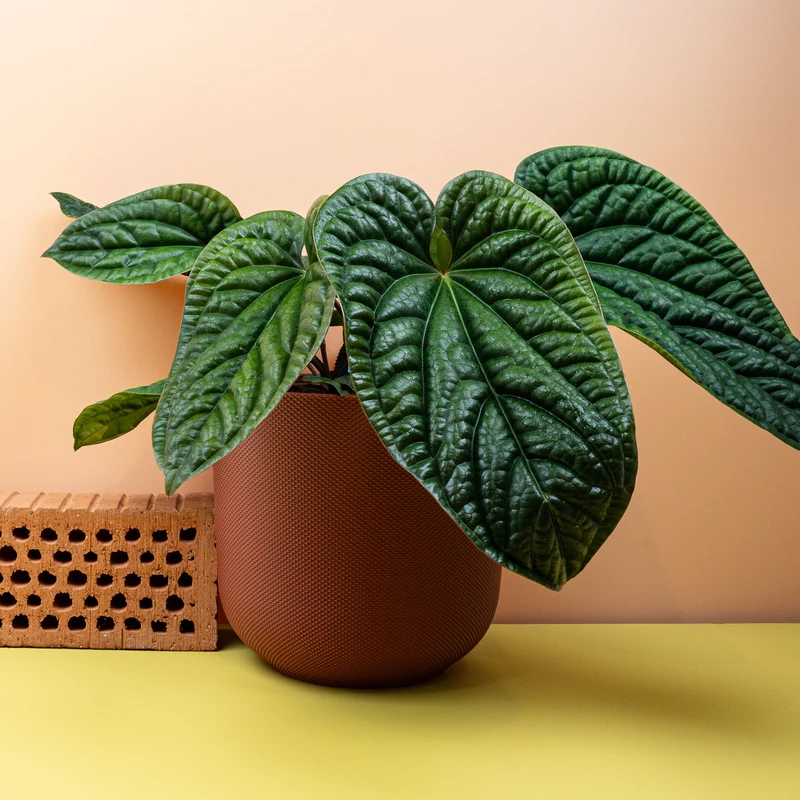 ANTHURIUM LUXURIANS X RADICANS