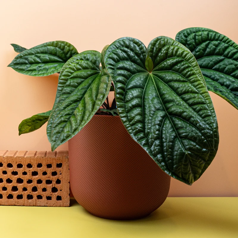 ANTHURIUM LUXURIANS X RADICANS
