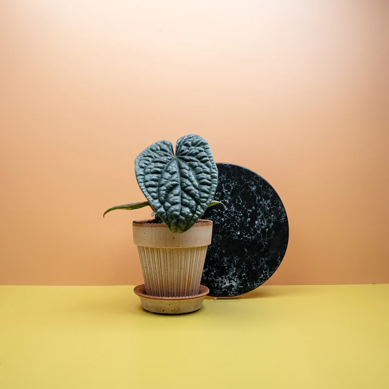 ANTHURIUM LUXURIANS X RADICANS