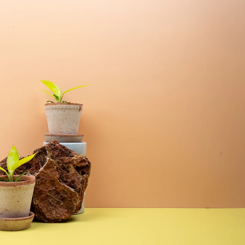 PHILODENDRON CALKINS GOLD