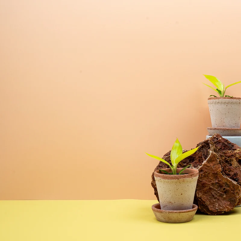 PHILODENDRON CALKINS GOLD