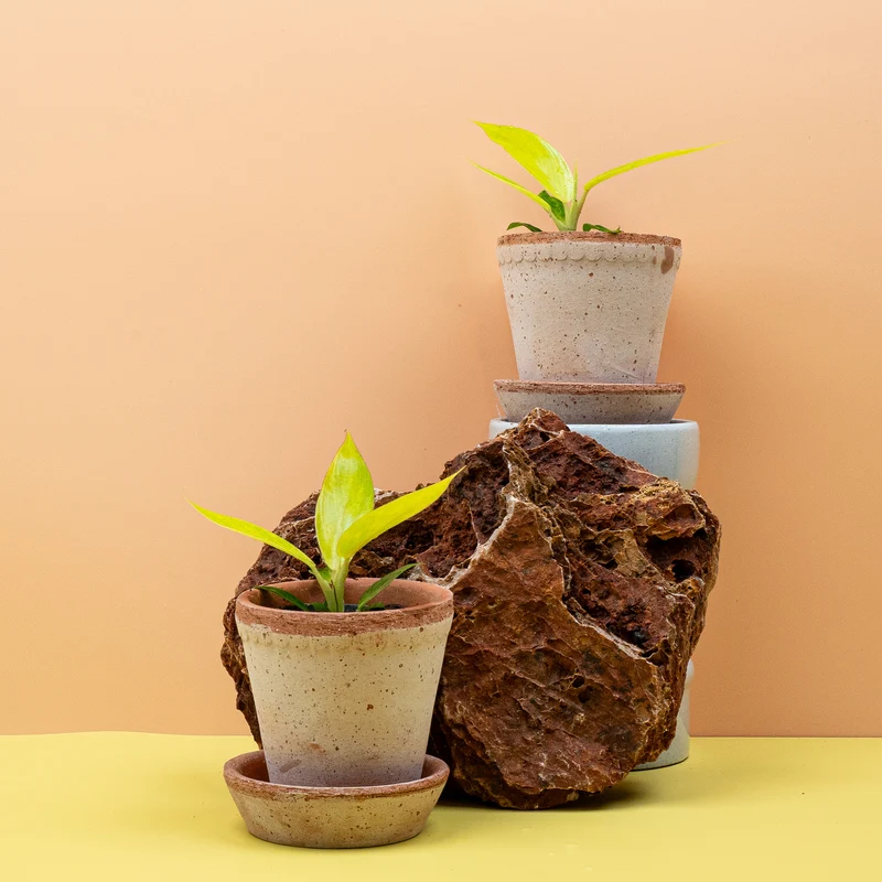 PHILODENDRON CALKINS GOLD