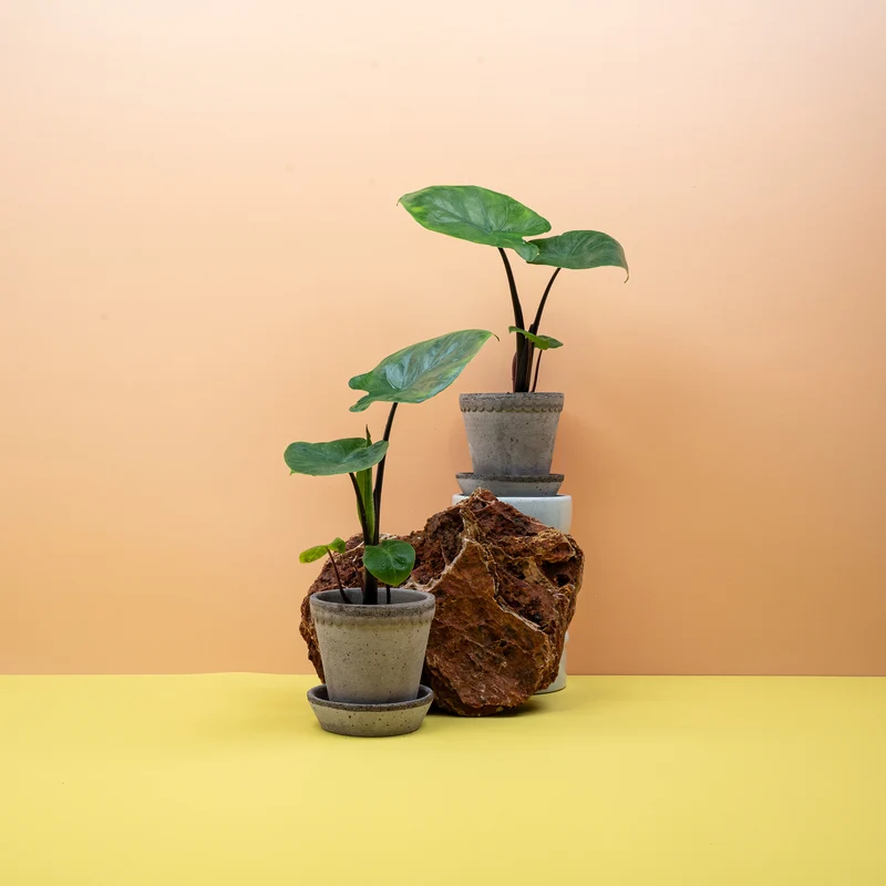 ALOCASIA DARK STAR