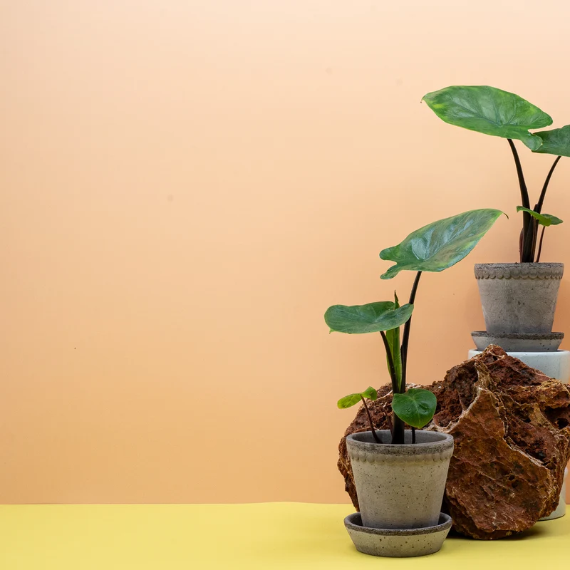 ALOCASIA DARK STAR