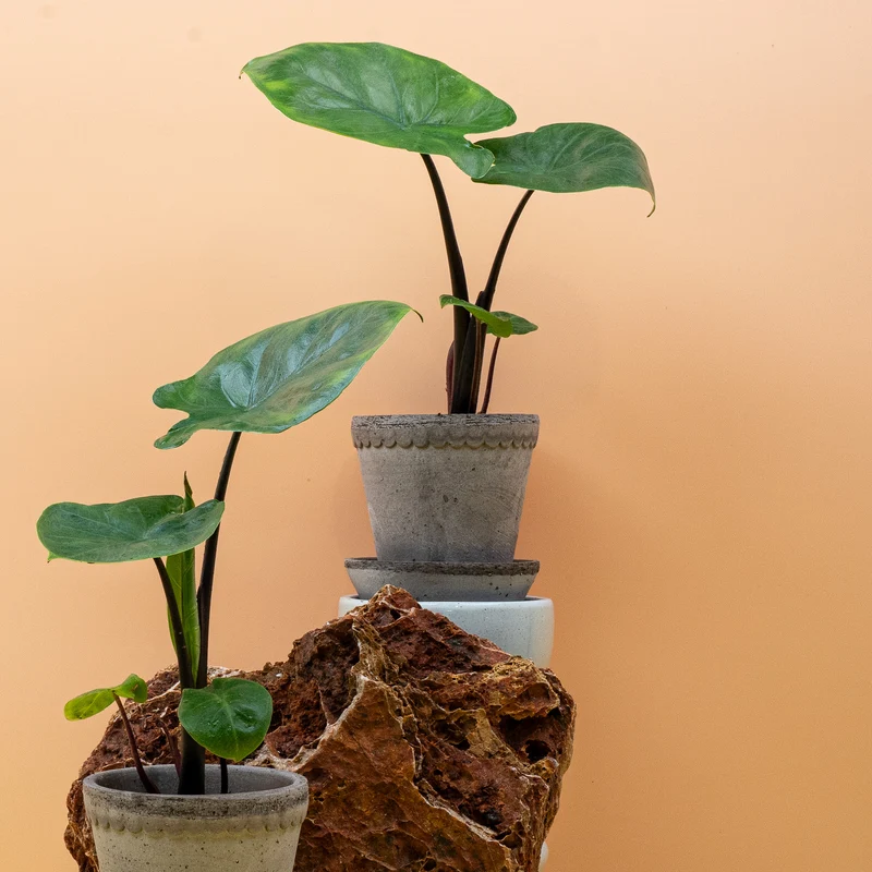 ALOCASIA DARK STAR