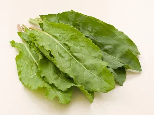 BIO Saatgut Kultursauerampfer