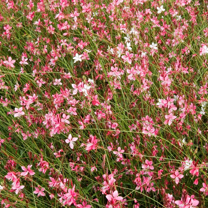 Prachtkerze 'Siskiyou Pink'