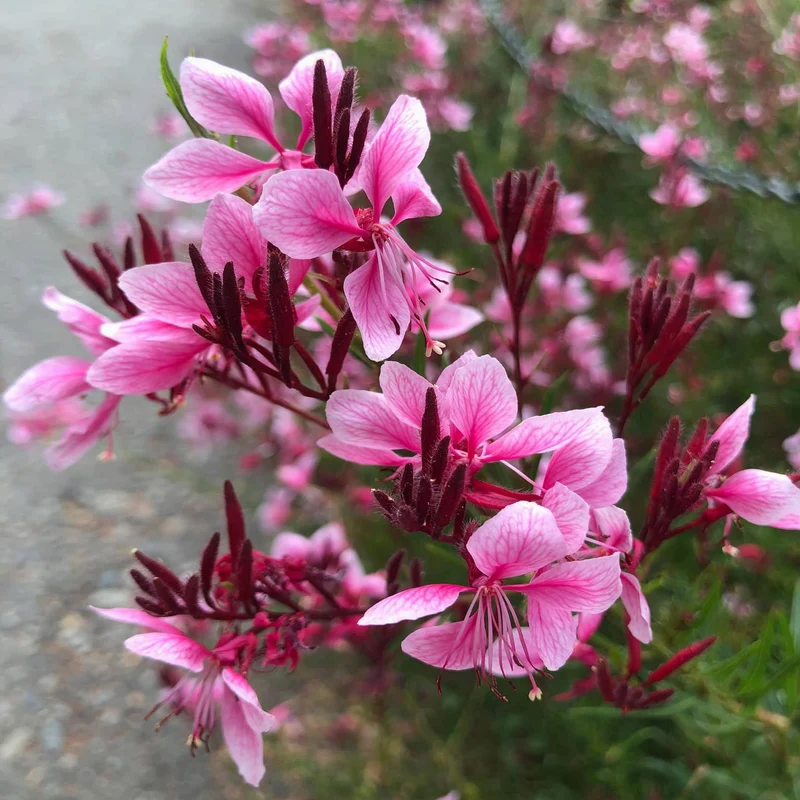 Prachtkerze 'Siskiyou Pink'