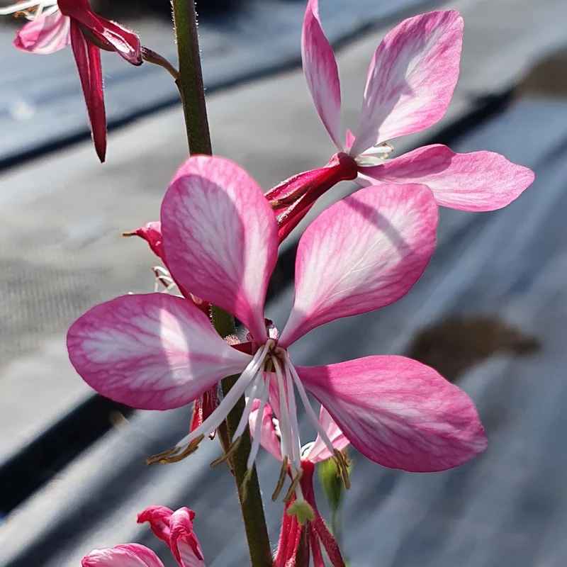 Prachtkerze 'Siskiyou Pink'