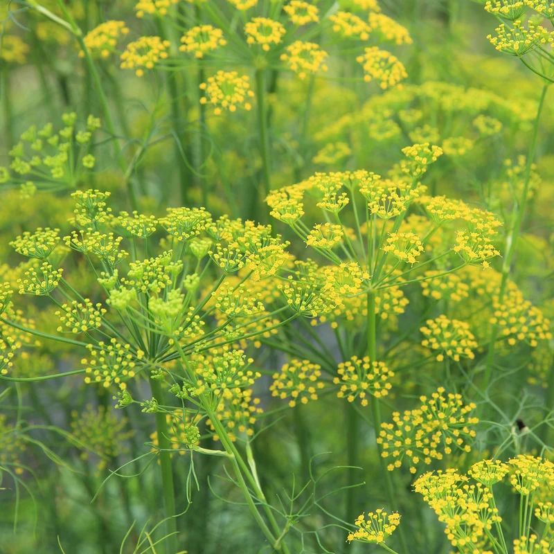 Fenchel