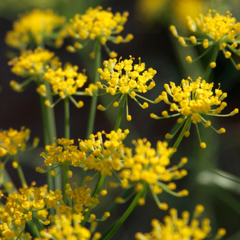 Fenchel