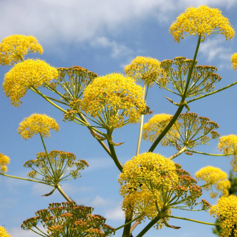 Fenchel