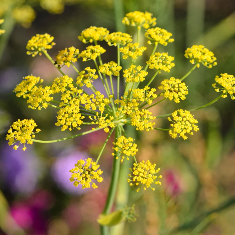 Fenchel