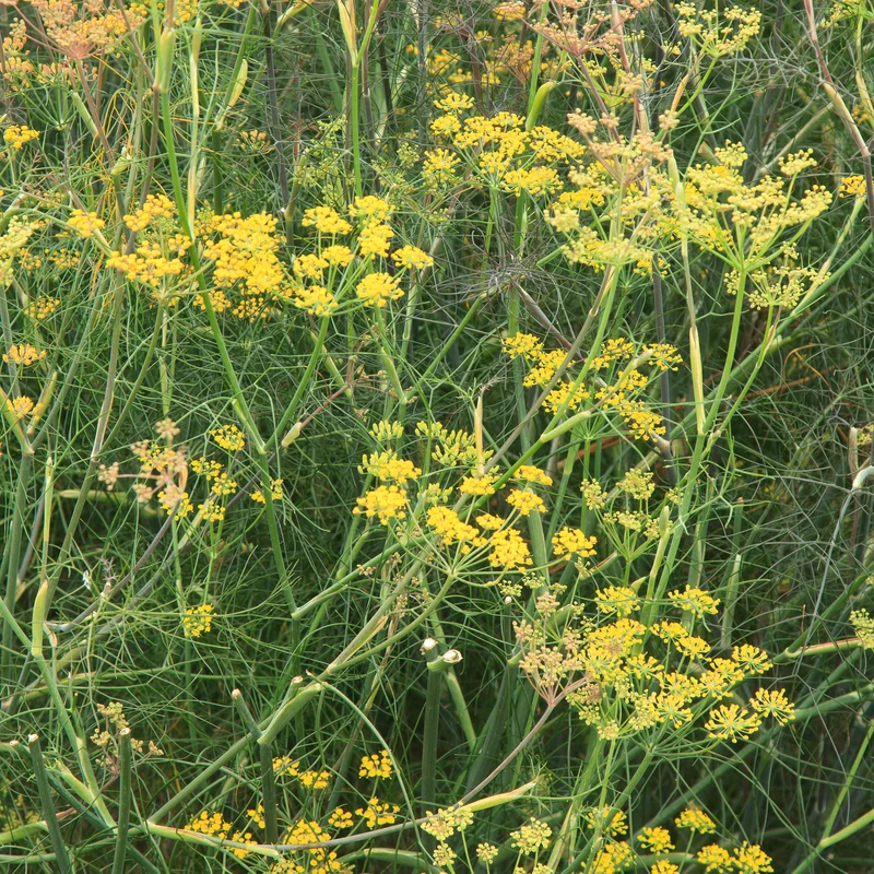 Fenchel 'Purpureum'