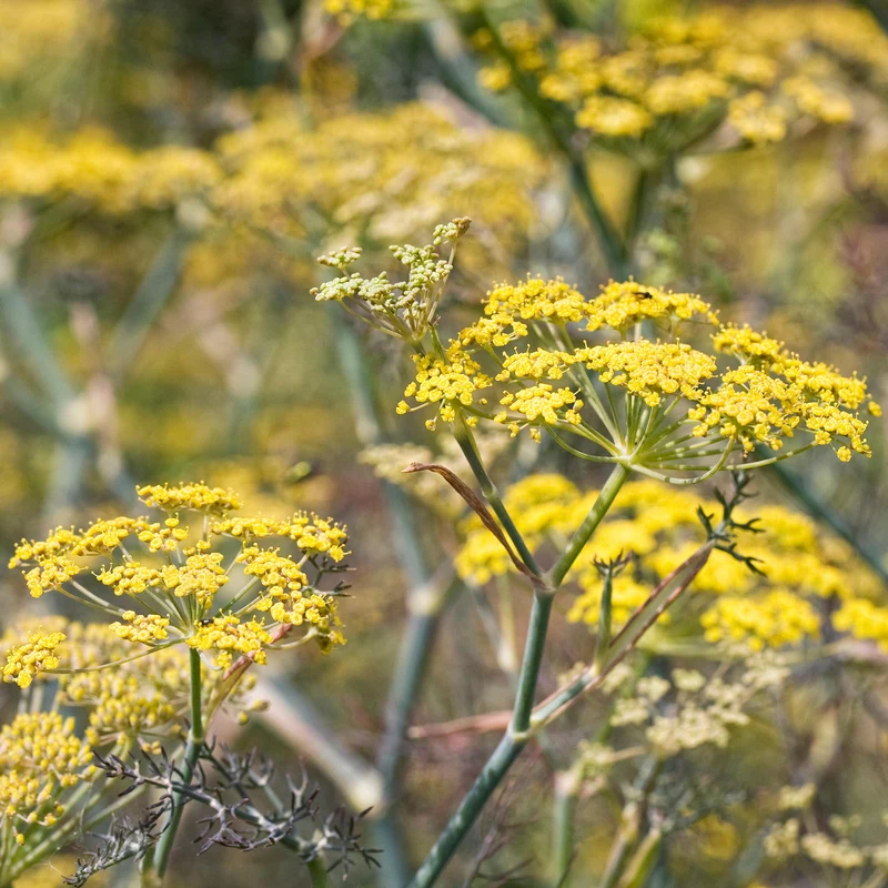 Fenchel 'Purpureum'