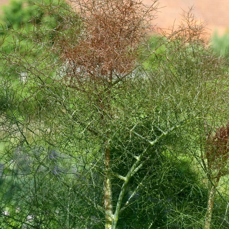 Fenchel 'Purpureum'