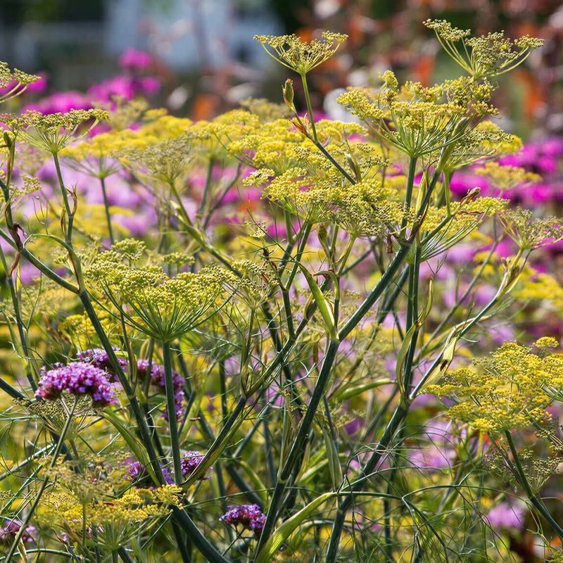 Fenchel 'Purpureum'