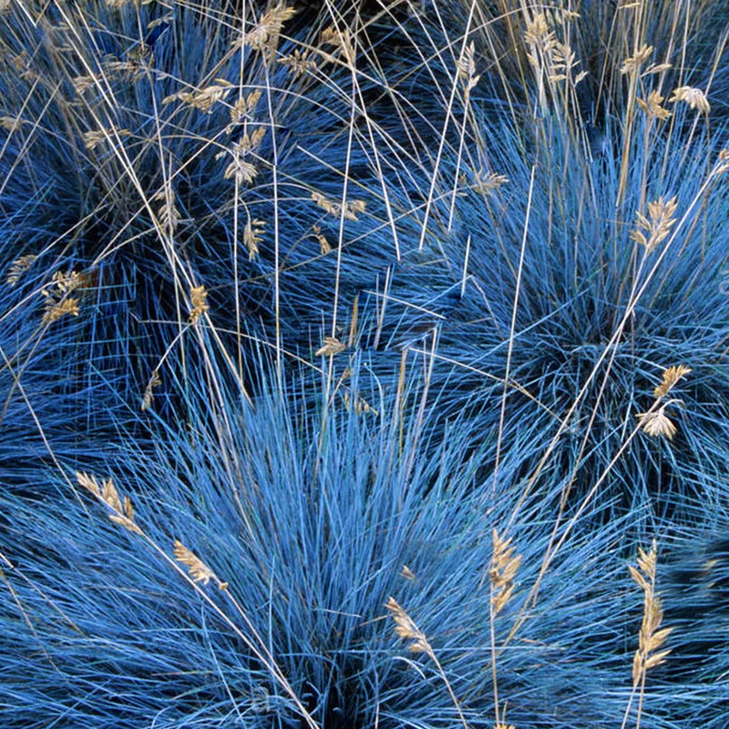 Blauschwingel 'Elijah Blue'