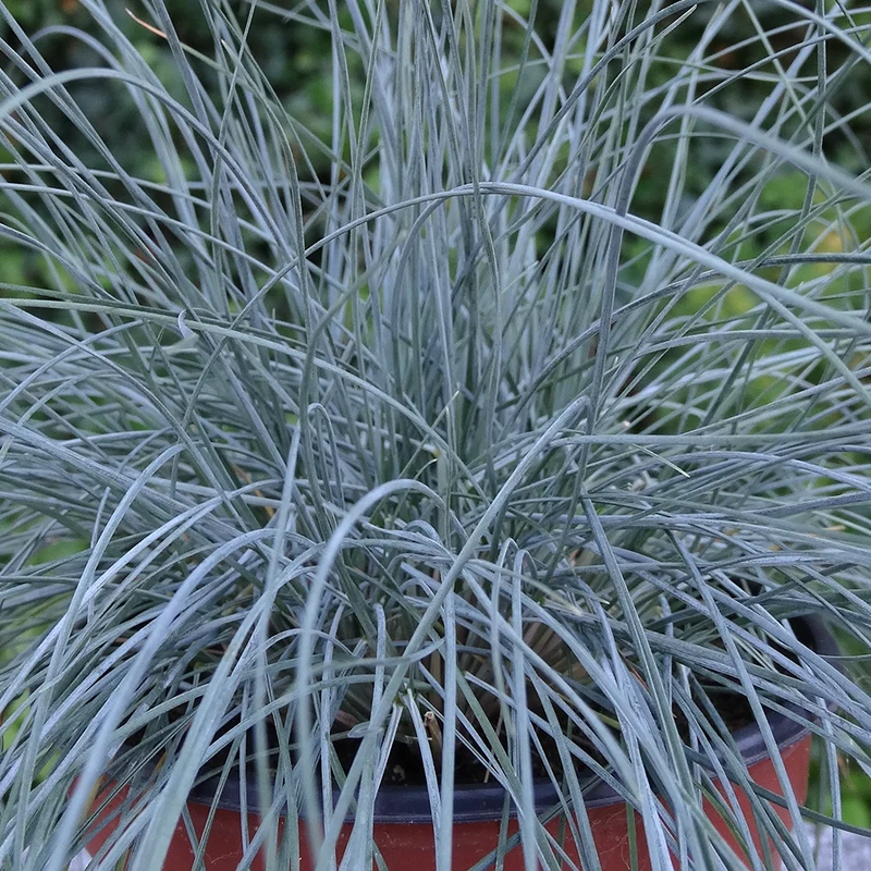 Blauschwingel 'Elijah Blue'