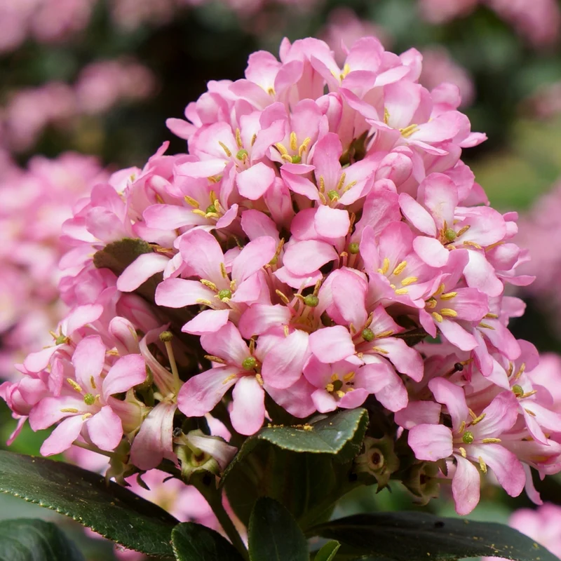 Andenstrauch 'Pink Elle'