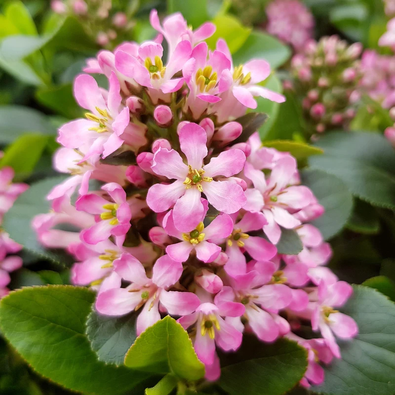 Andenstrauch 'Pink Elle'