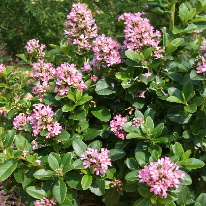 Andenstrauch 'Pink Elle'