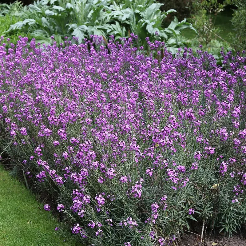 Schöterich 'Bowles Mauve'