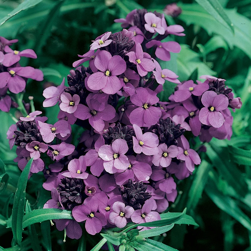 Schöterich 'Bowles Mauve'