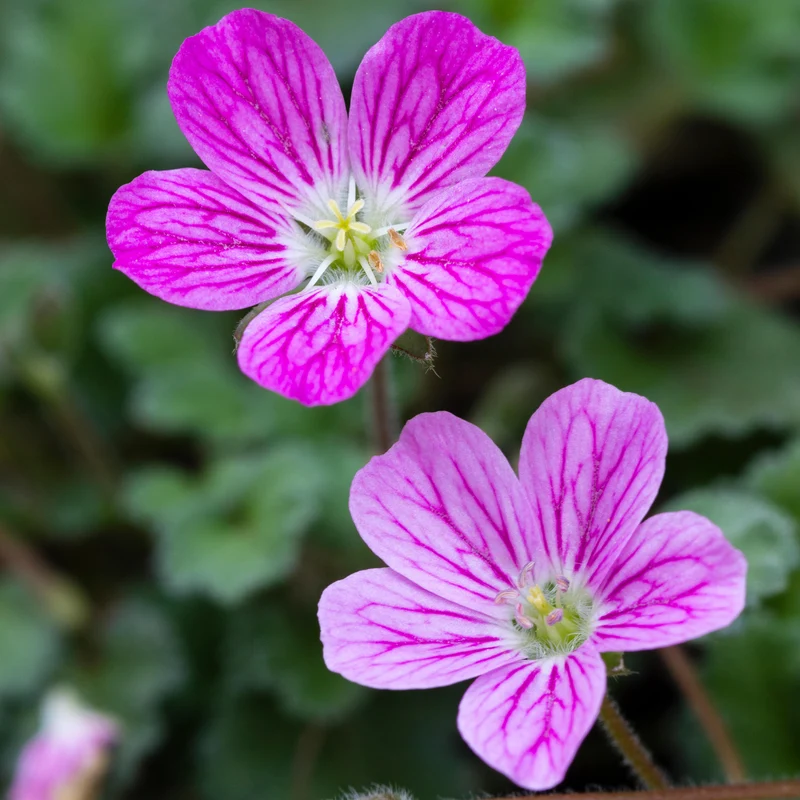 Reiherschnabel 'Bishop's Form'