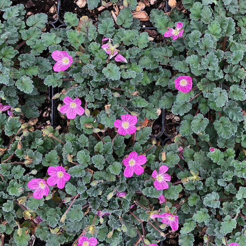 Reiherschnabel 'Bishop's Form'