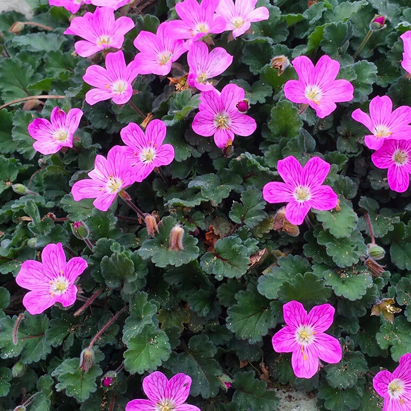 Reiherschnabel 'Bishop's Form'