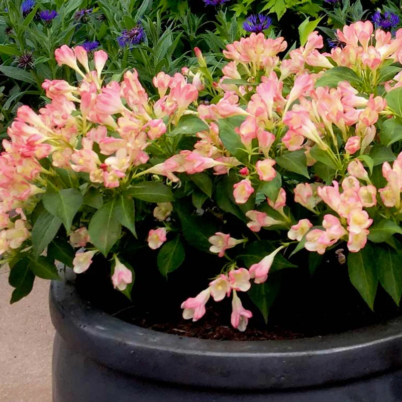 Weigelie 'All Summer Peach'