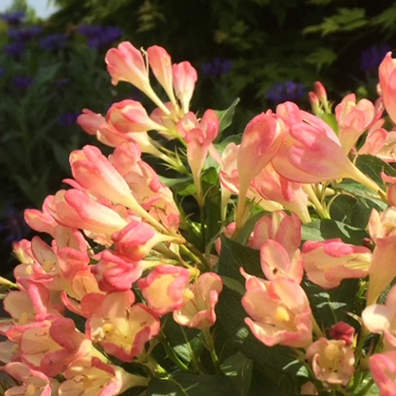 Weigelie 'All Summer Peach'